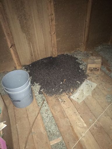 Bat guano in an attic.